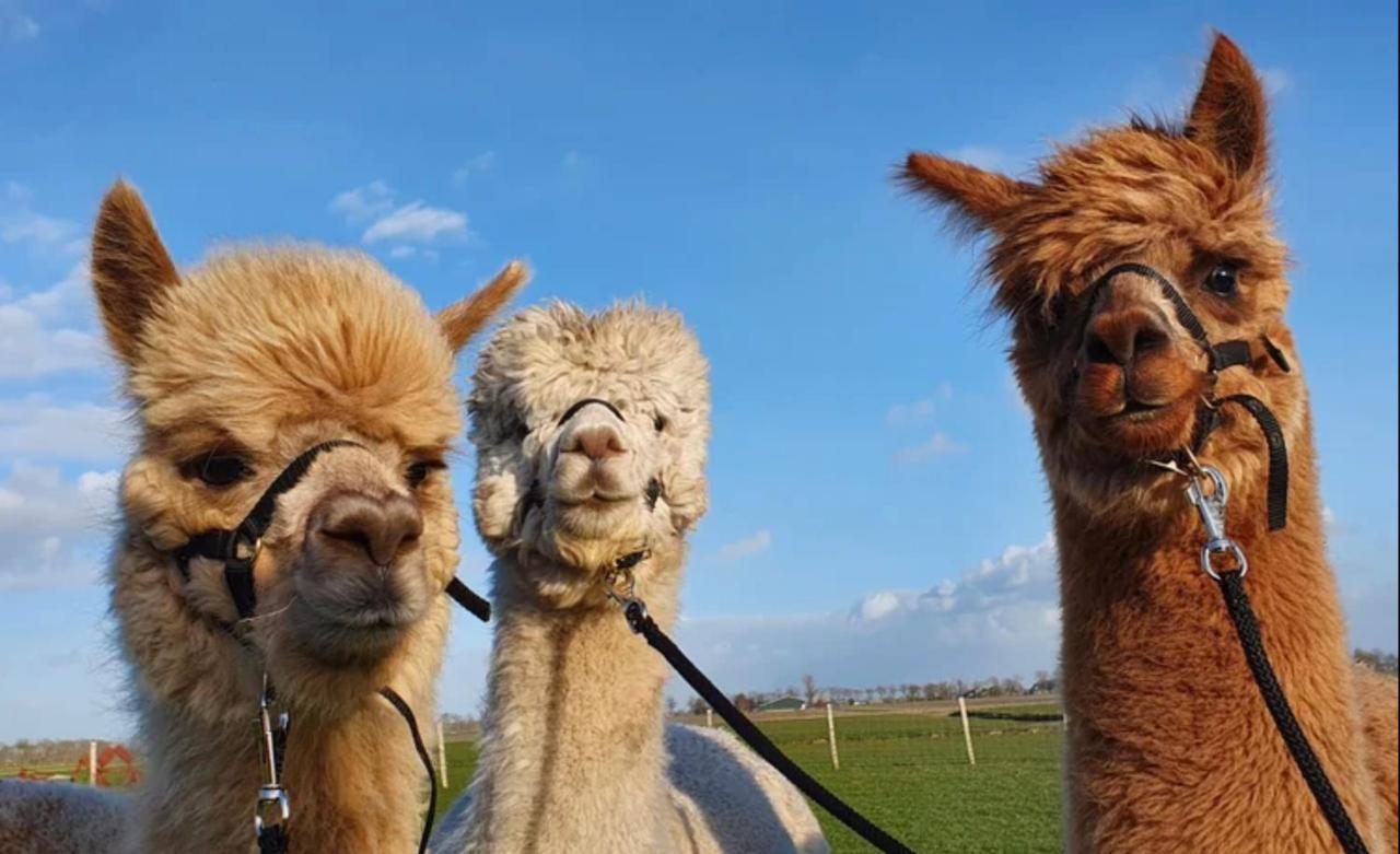 Vakantieboerderij Huize Nuis Noordbeemster Экстерьер фото